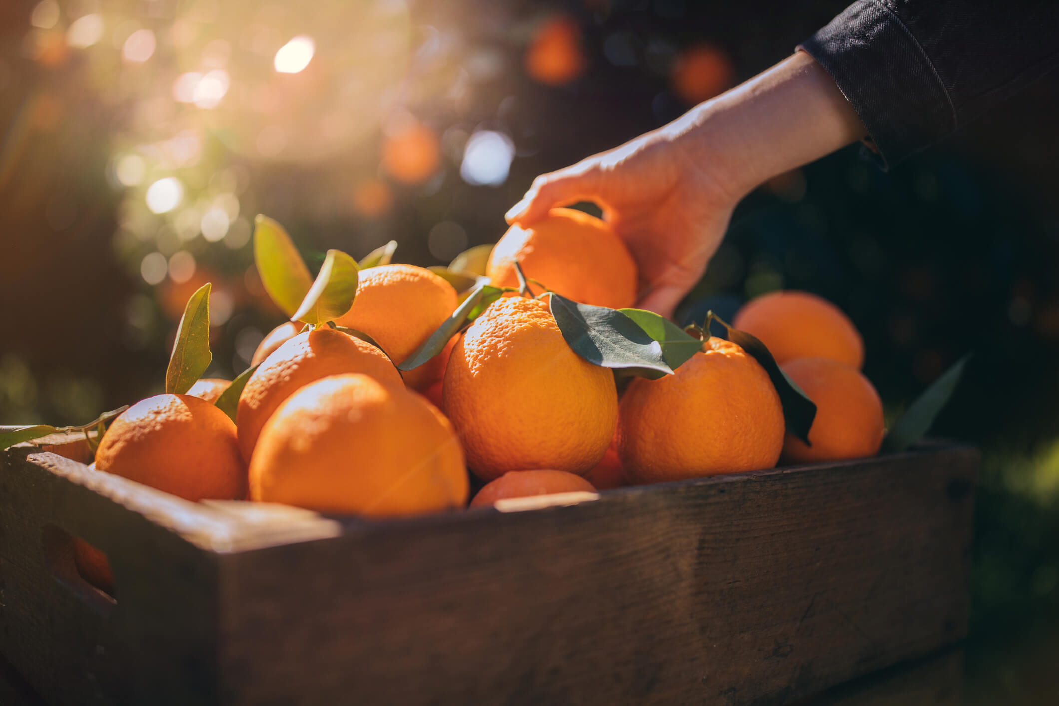Vitamina C Officilab