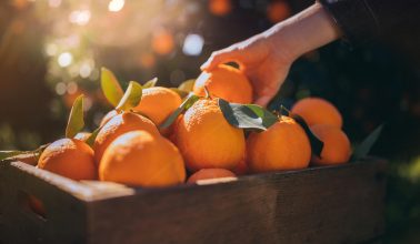 Vitamina C Officilab